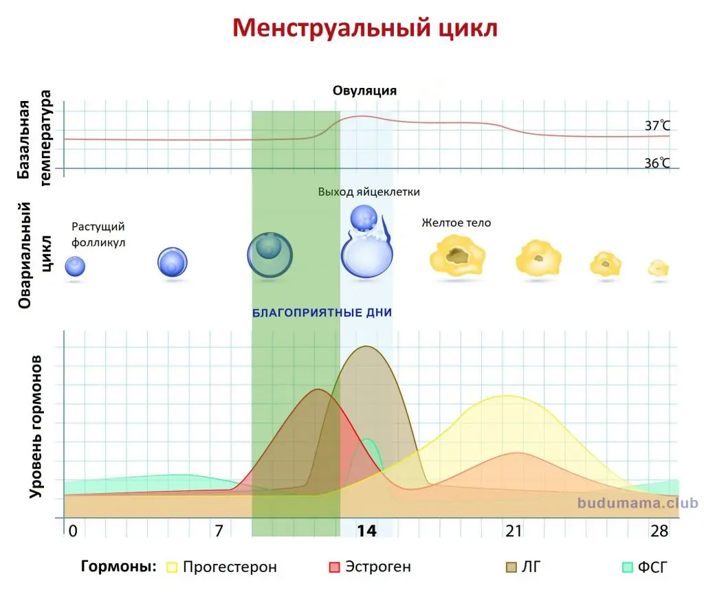 График благоприятных дней в менструальном цикле