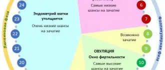 Шансы на зачатие на протяжении менструального цикла