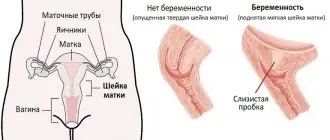 Шейка матки при беременности