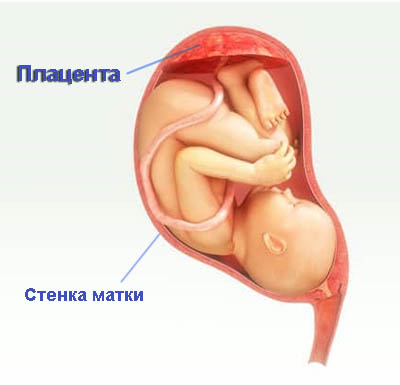 Что может быть с плацентой при беременности thumbnail
