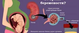 Почему появляется белок в моче у беременной женщины